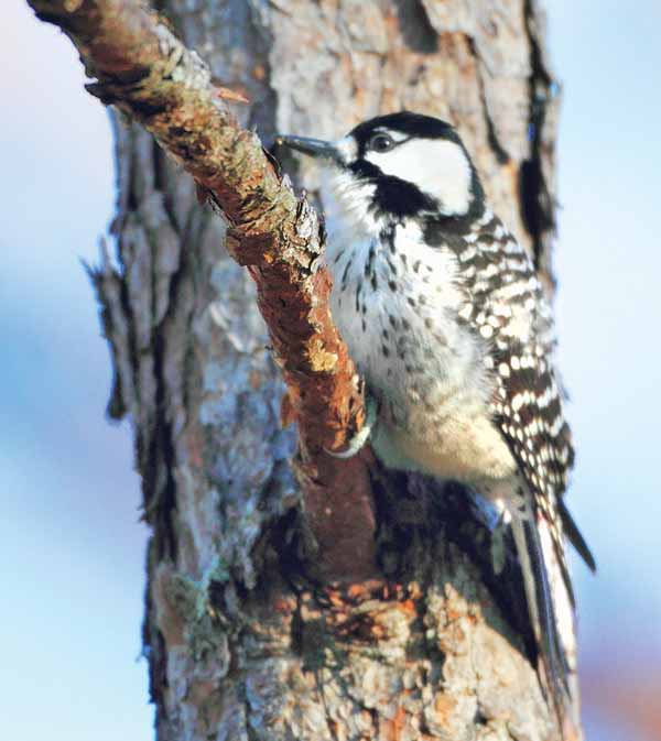 Not Just Any Day in the Woods | A Writer Observes a Prescribed Burn | Aiken Bella Magazine