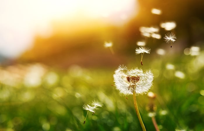 Living Like Dandelions | Aiken Bella Magazine