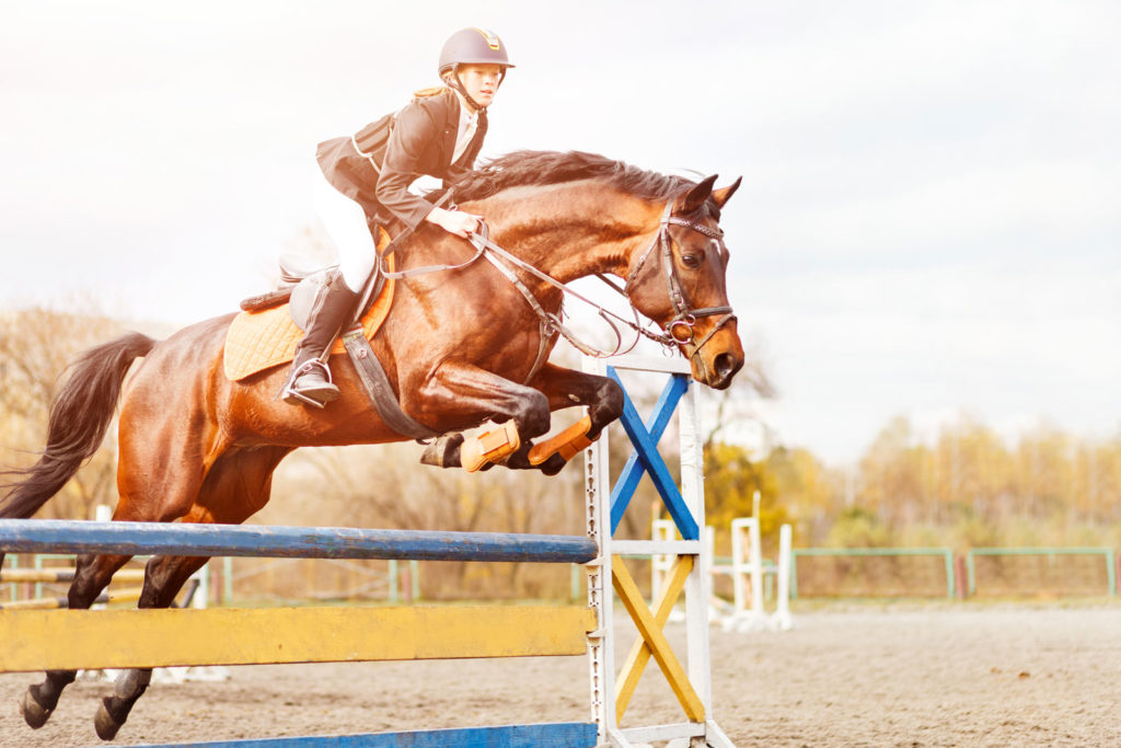 A Southern Story | More Than a Horse Store