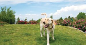 How to Keep Your Dog-GONE Sense of Humor | Aiken Bella Magazine