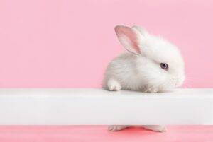 Raising Bunnies | Aiken Bella Magazine