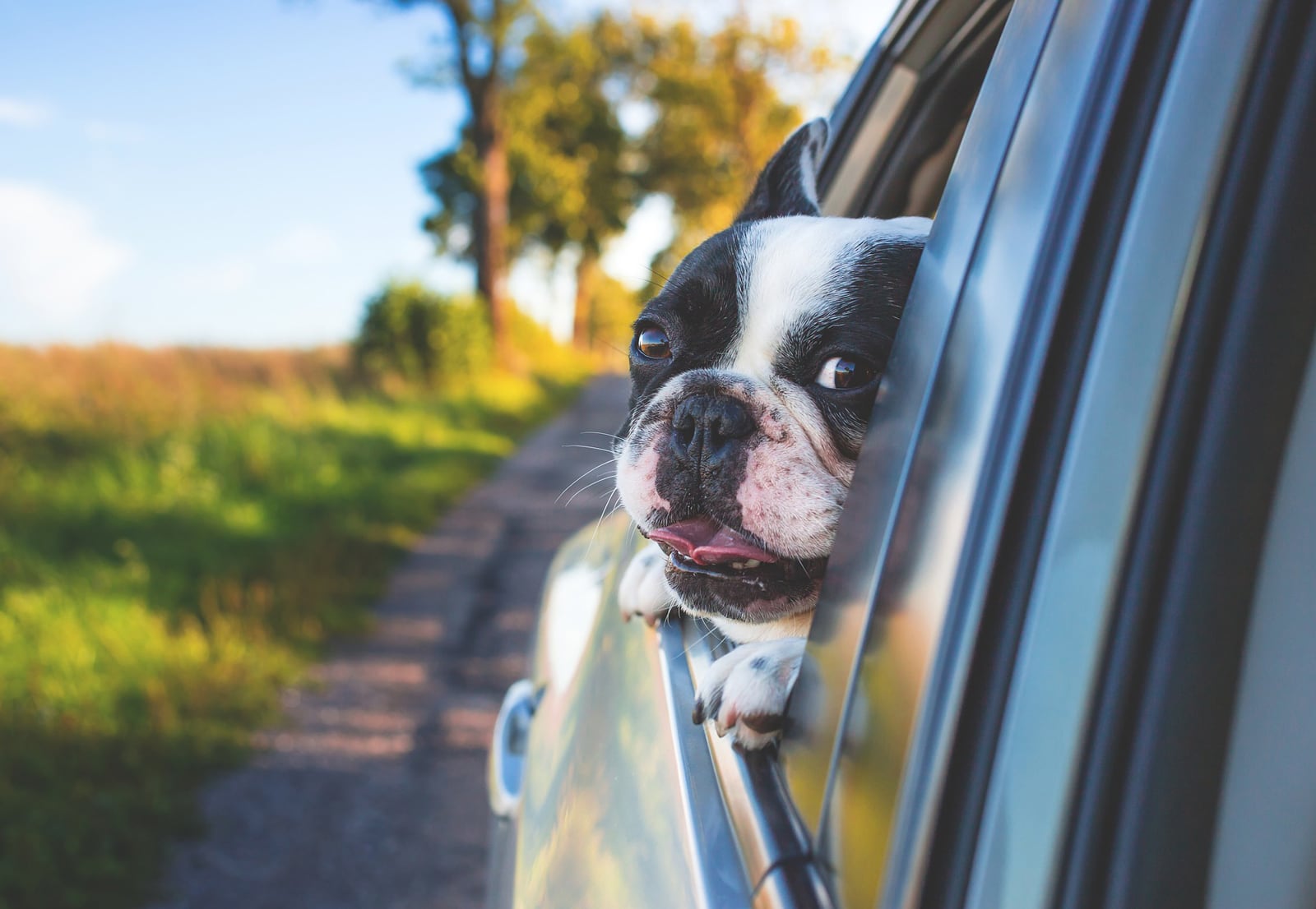 Dogs Riding in Cars | Palmetto Bella