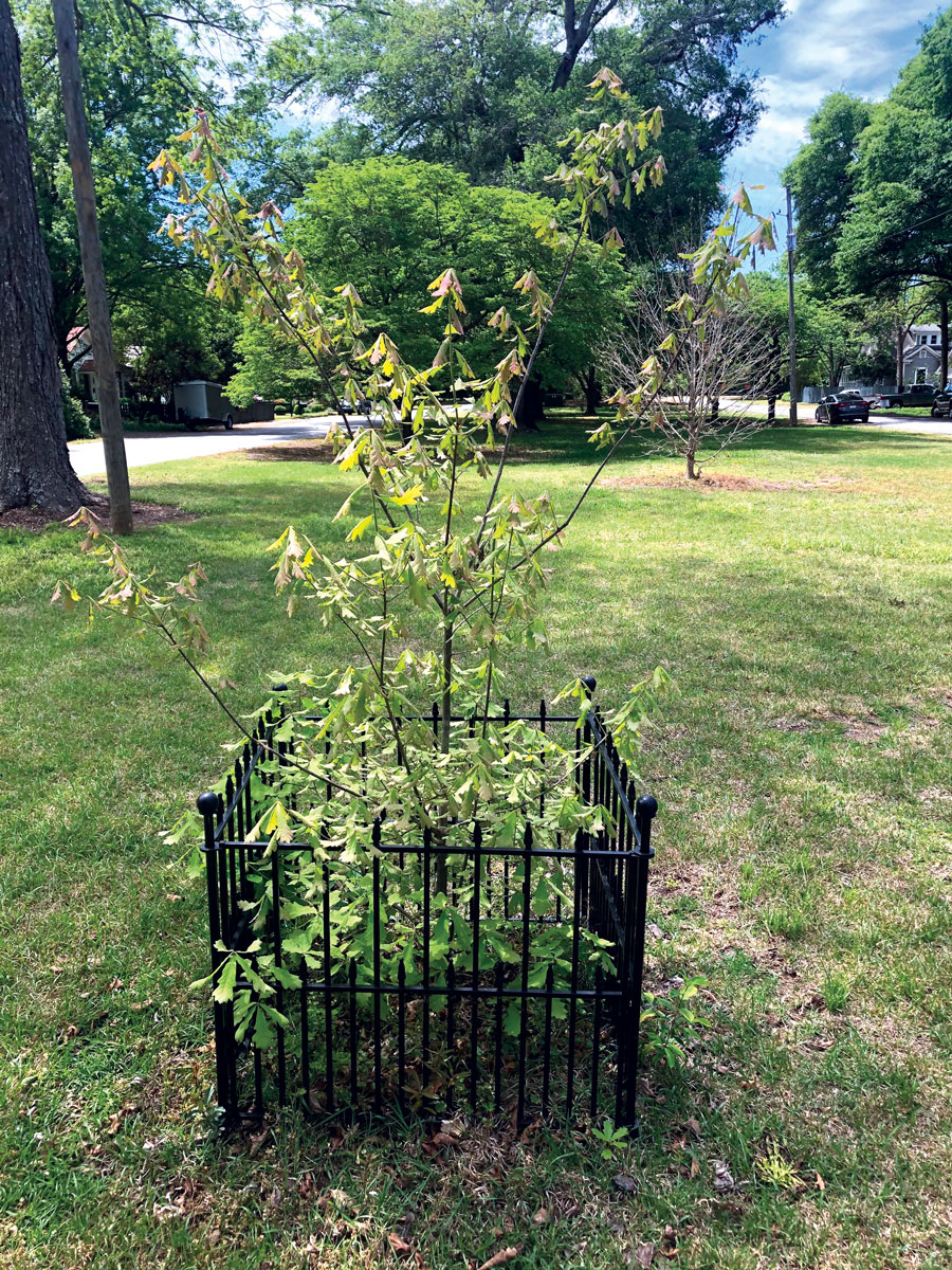 Preserving Legacy Trees for Future Generations | Palmetto Bella